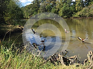 Flock of Black-bellied whistling ducks in Audubon Park