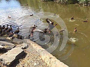 Flock of Black-bellied whistling ducks in Audubon Park