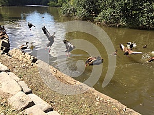 Flock of Black-bellied whistling ducks in Audubon Park