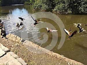 Flock of Black-bellied whistling ducks in Audubon Park