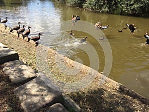 Flock of Black-bellied whistling ducks in Audubon Park