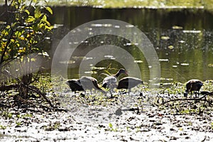 Flock of Black-Bellied Whistling-Ducks Foraging