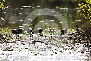 Flock of Black-Bellied Whistling-Ducks Foraging