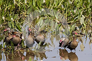 Flock of Black-bellied Whistling Ducks in Marsh