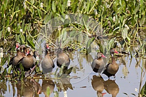 Flock of Black-bellied Whistling Ducks in Swamp