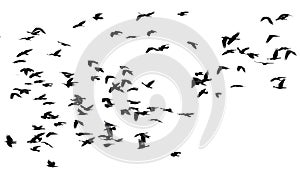 flock of black birds crows flying on an isolated white background of the sky