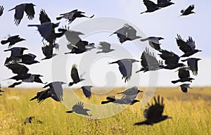 Flock of black birds crows and rooks fly flock over plem in autumn against blue sky