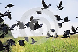 flock of black birds crows and rooks fly flock over plem in autumn against blue sky