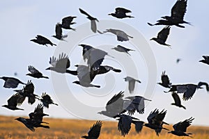 flock of black birds crows and rooks fly flock over plem in autumn against blue sky