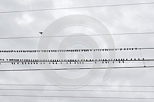 A flock of black birds on electrical wires