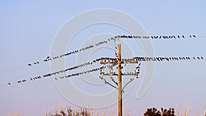 Flock of black birds sitting on power lines; blue sky background; Merced County, California