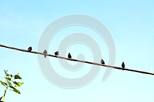 A flock of black birds on a wire