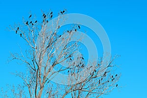 Flock of black crows Corvus corone on the tree