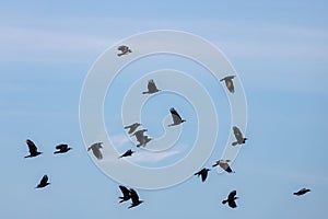 Flock of black crows fly on a blue sky background photo