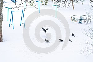 Flock of black crows sitting in the snow, winter