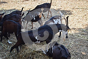 a flock of black goats or Capra aegagrus hircus feeding