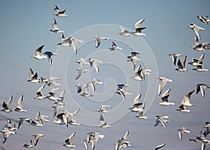Flock of black headed gulls in flight