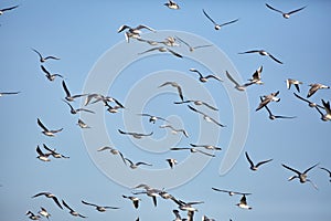 Flock of black headed gulls in flight