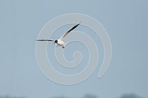 Flock Of Black-Headed Gulls Flying