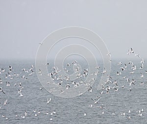 Flock of Black Headed Gulls at sea