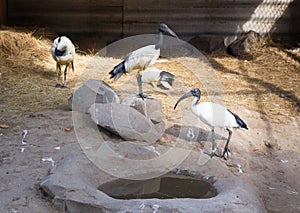 Flock of black-headed threskiornis ibises stand and walk in zoo