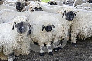Flock of black nosed sheep in Switzerland