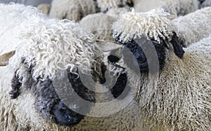 Flock of black nosed sheep in Switzerland