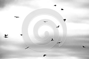 Flock of black ravens in gray sky