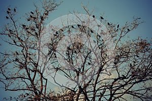 A flock of black ravens sits on the branches of a large bare tree against a background of blue sky in spring