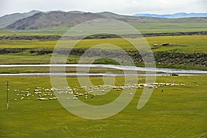 Flock of black sheep grazing on a vast plain in the Orkhon Valley photo