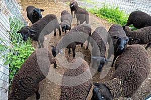 A flock of black sheep in a pen in the Swiss Alps. Sunny summer day, top view, no people