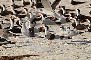 Flock of black skimmers on a beach in Florida