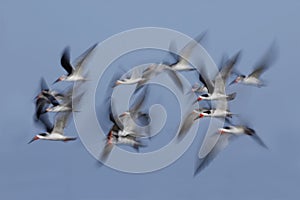 Flock of Black Skimmers in flight - Crystal River, Florida