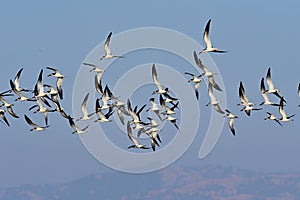 Flock of Black Skimmers - Rynchops niger