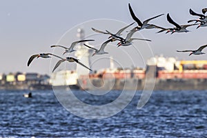 Flock of black skimmers Rynchops niger  flying over ocean