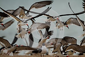 Flock of black skimmers on sandbar