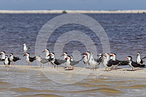 Flock of black skimmers in the sun