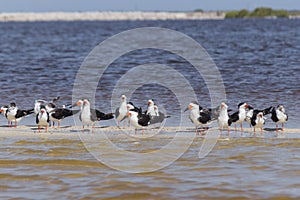 Flock of black skimmers in the sun