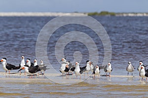 Flock of black skimmers in the sun