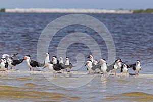 Flock of black skimmers in the sun