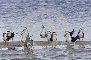 Flock of black skimmers in the sun