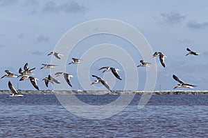 Flock of black skimmers in the sun