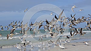 Flock of Black Skimmers Taking Flight - Florida