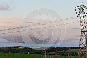 Flock of black starlings by a electricity pylon