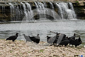 Flock of Black Vultures on river bank with waterfall background