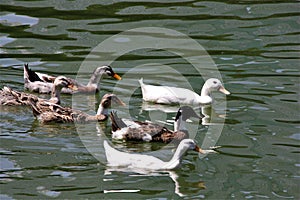 A flock of black and white ducks swiming in the Lake