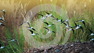 A flock of black-winged stilt birds flying over a lake