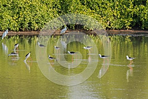 Flock of Black winged Stilt, Common stilt, Pied stilt wader bird photo