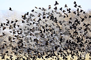 Flock of Blackbirds Flying photo