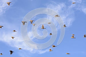 Flock of Blackbirds Flying